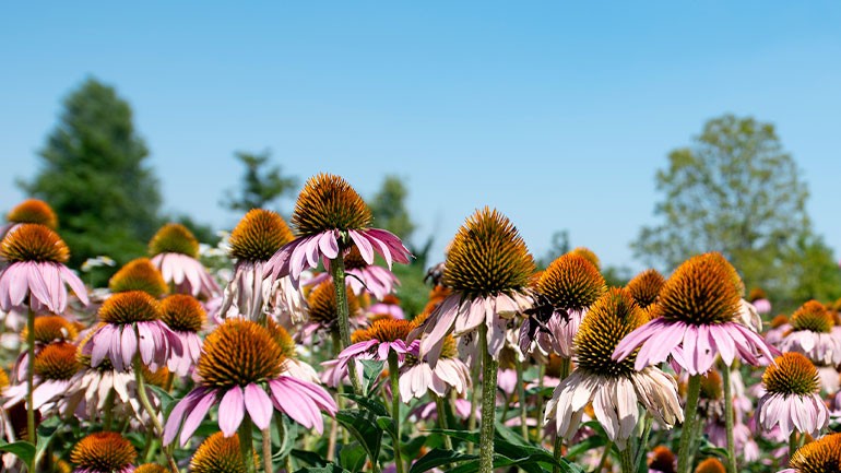 news-iniziative-giornata-terra