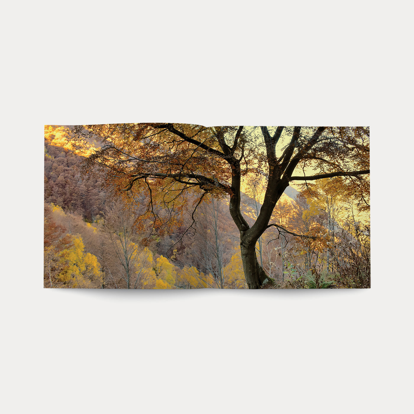 Libro Nel Bosco