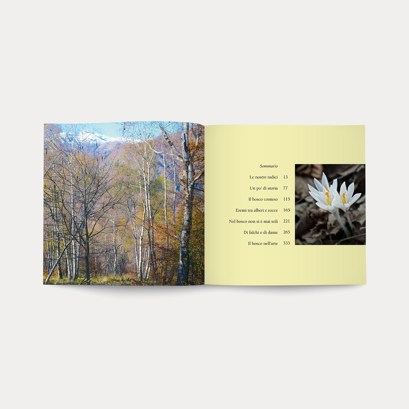 Libro Nel Bosco
