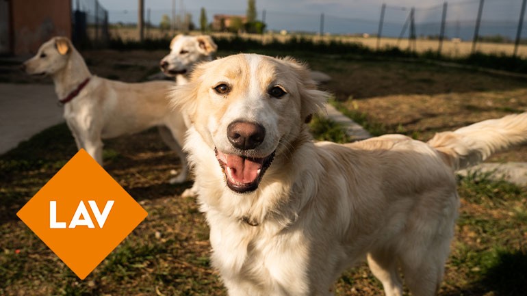 L'Erbolario e LAV insieme per gli animali