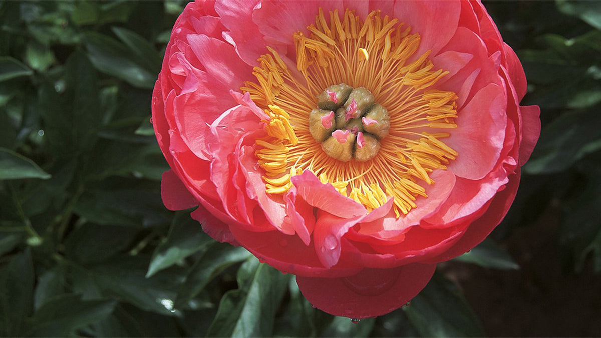 Libri e Pubblicazioni