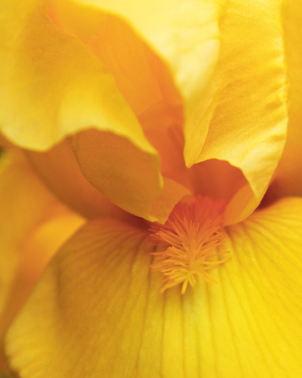 Scopri un bouquet di fiori del colore dell’oro
