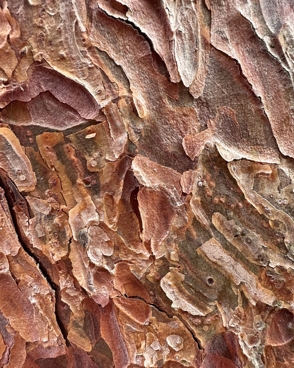 Dalle cortecce di alberi nobili e generosi